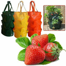 Load image into Gallery viewer, Strawberry Planting Grow Bag
