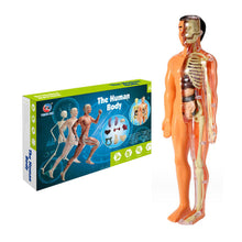Load image into Gallery viewer, 3d Human Body Torso Model for Kid Anatomy Model Skeleton
