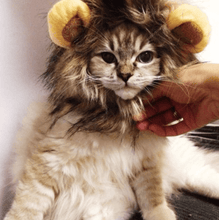 Load image into Gallery viewer, Cat Bunny Ears🔥
