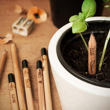 Load image into Gallery viewer, Sprout plantable graphite pencils - 8 Pcs
