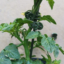 Load image into Gallery viewer, Garden Plant Clips
