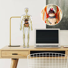 Load image into Gallery viewer, 3d Human Body Torso Model for Kid Anatomy Model Skeleton
