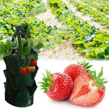 Load image into Gallery viewer, Strawberry Planting Grow Bag
