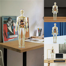 Load image into Gallery viewer, 3d Human Body Torso Model for Kid Anatomy Model Skeleton
