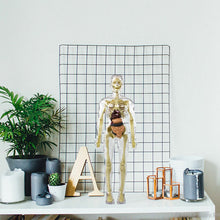 Load image into Gallery viewer, 3d Human Body Torso Model for Kid Anatomy Model Skeleton
