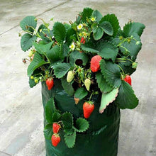 Load image into Gallery viewer, Strawberry Planting Grow Bag
