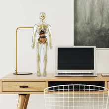 Load image into Gallery viewer, 3d Human Body Torso Model for Kid Anatomy Model Skeleton
