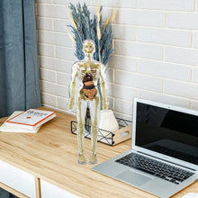 Load image into Gallery viewer, 3d Human Body Torso Model for Kid Anatomy Model Skeleton

