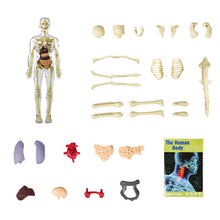 Load image into Gallery viewer, 3d Human Body Torso Model for Kid Anatomy Model Skeleton
