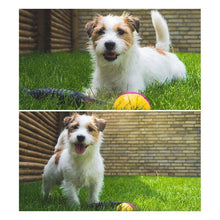 Load image into Gallery viewer, Weasel Ball For Pets
