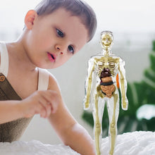 Load image into Gallery viewer, 3d Human Body Torso Model for Kid Anatomy Model Skeleton
