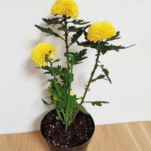 Load image into Gallery viewer, Plant Support Stake
