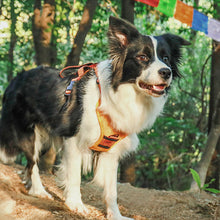 Load image into Gallery viewer, All-in-One Dog Harness and Retractable Leash Set
