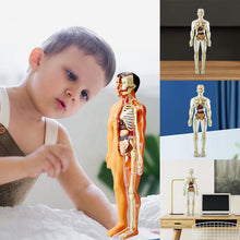 Load image into Gallery viewer, 3d Human Body Torso Model for Kid Anatomy Model Skeleton
